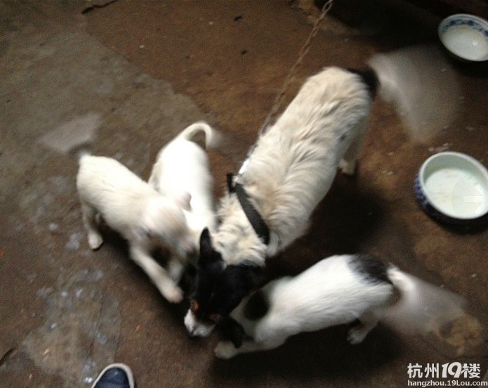 家里有三只太仓小猎犬 萧山城厢镇 要的请联系