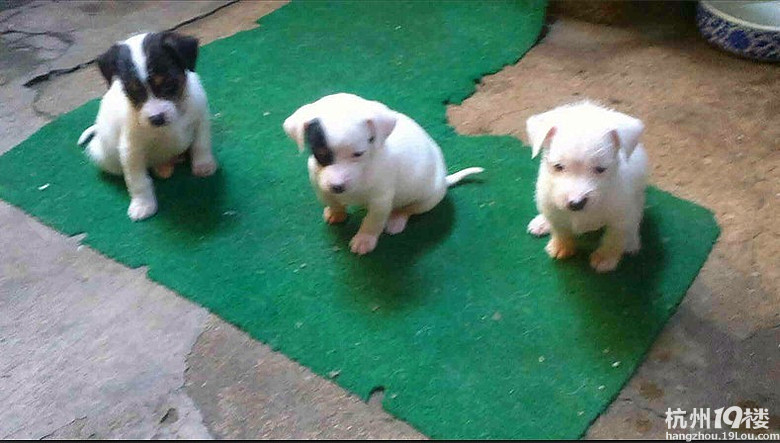 家里有三只太仓小猎犬 萧山城厢镇 要的请联系