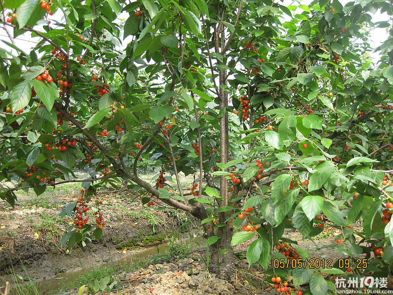 紅了，櫻桃——?jiǎng)潘尚W(xué)退休教師蕭山所前明良農(nóng)業(yè)園采摘記