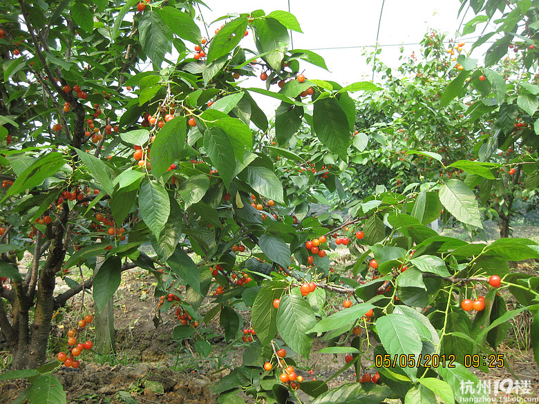 紅了，櫻桃——?jiǎng)潘尚W(xué)退休教師蕭山所前明良農(nóng)業(yè)園采摘記
