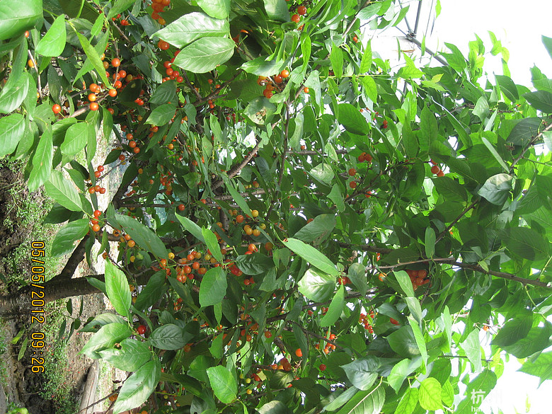 紅了，櫻桃——?jiǎng)潘尚W(xué)退休教師蕭山所前明良農(nóng)業(yè)園采摘記
