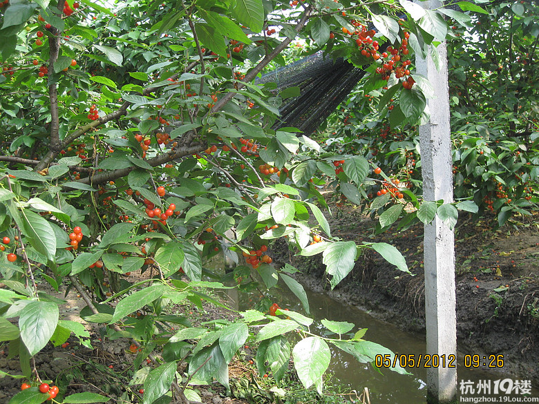 紅了，櫻桃——?jiǎng)潘尚W(xué)退休教師蕭山所前明良農(nóng)業(yè)園采摘記