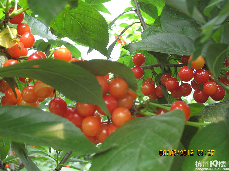 紅了，櫻桃——?jiǎng)潘尚W(xué)退休教師蕭山所前明良農(nóng)業(yè)園采摘記