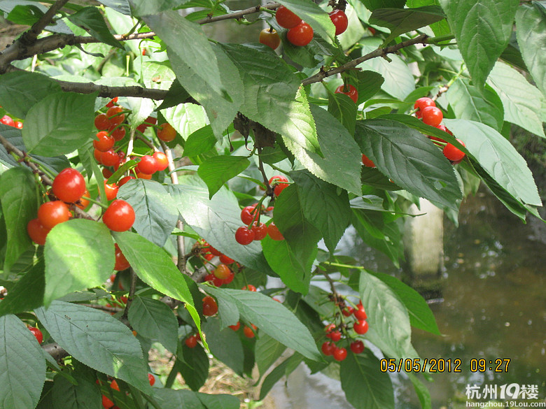 紅了，櫻桃——?jiǎng)潘尚W(xué)退休教師蕭山所前明良農(nóng)業(yè)園采摘記