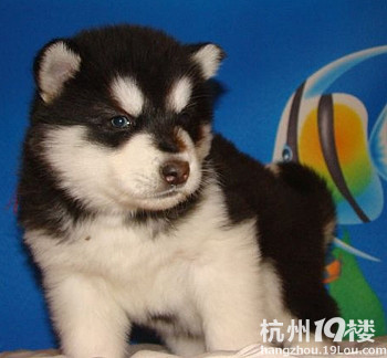 出售世界各类名犬幼崽纯种 泰迪博美 等几十个