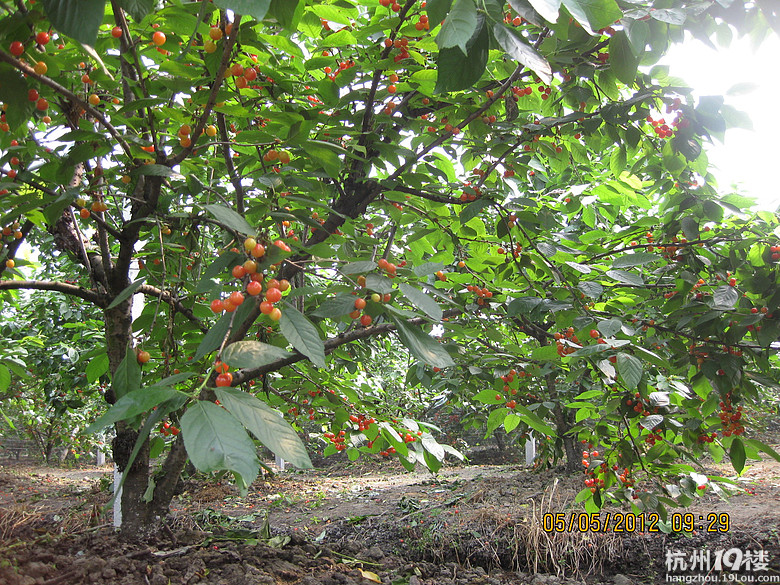 紅了，櫻桃——?jiǎng)潘尚W(xué)退休教師蕭山所前明良農(nóng)業(yè)園采摘記