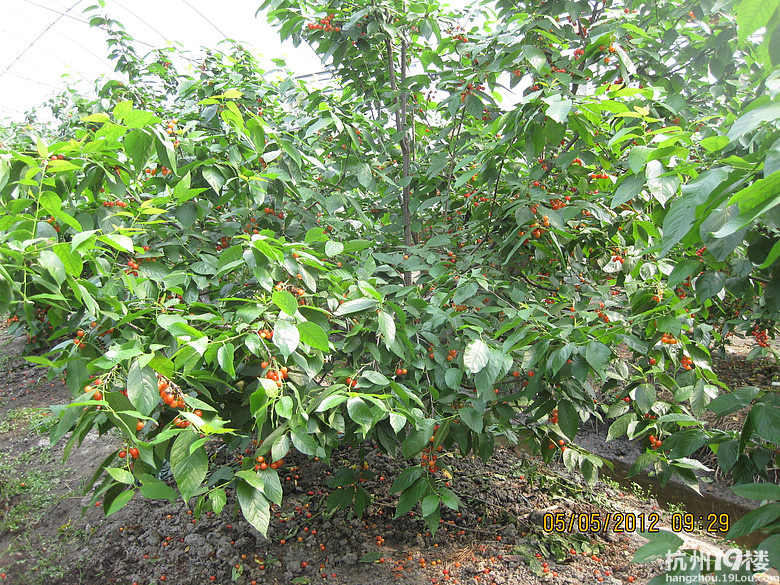 紅了，櫻桃——?jiǎng)潘尚W(xué)退休教師蕭山所前明良農(nóng)業(yè)園采摘記