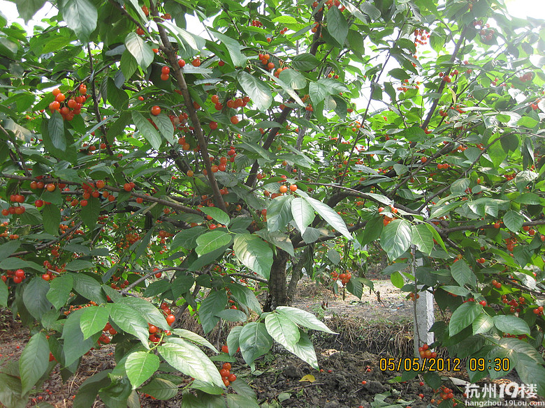 紅了，櫻桃——?jiǎng)潘尚W(xué)退休教師蕭山所前明良農(nóng)業(yè)園采摘記