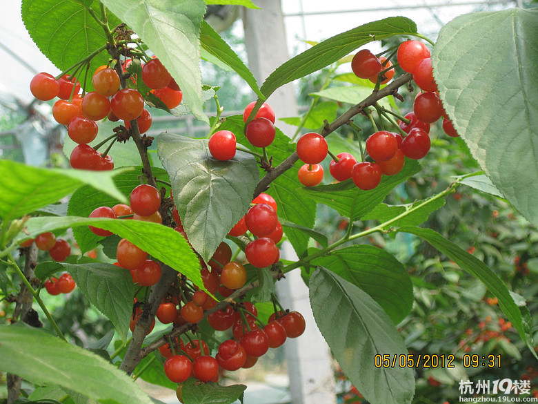 紅了，櫻桃——?jiǎng)潘尚W(xué)退休教師蕭山所前明良農(nóng)業(yè)園采摘記