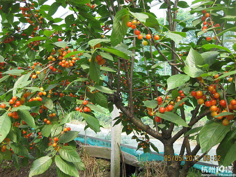 紅了，櫻桃——?jiǎng)潘尚W(xué)退休教師蕭山所前明良農(nóng)業(yè)園采摘記