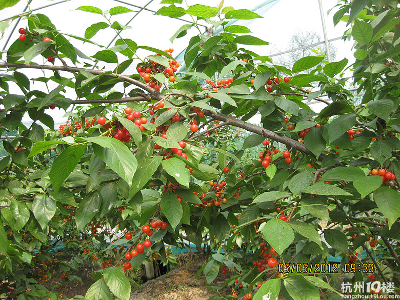 紅了，櫻桃——?jiǎng)潘尚W(xué)退休教師蕭山所前明良農(nóng)業(yè)園采摘記