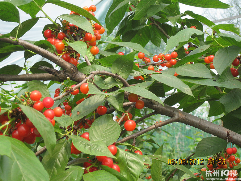 紅了，櫻桃——?jiǎng)潘尚W(xué)退休教師蕭山所前明良農(nóng)業(yè)園采摘記
