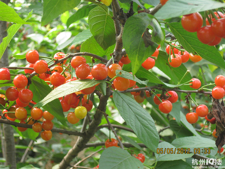 紅了，櫻桃——?jiǎng)潘尚W(xué)退休教師蕭山所前明良農(nóng)業(yè)園采摘記