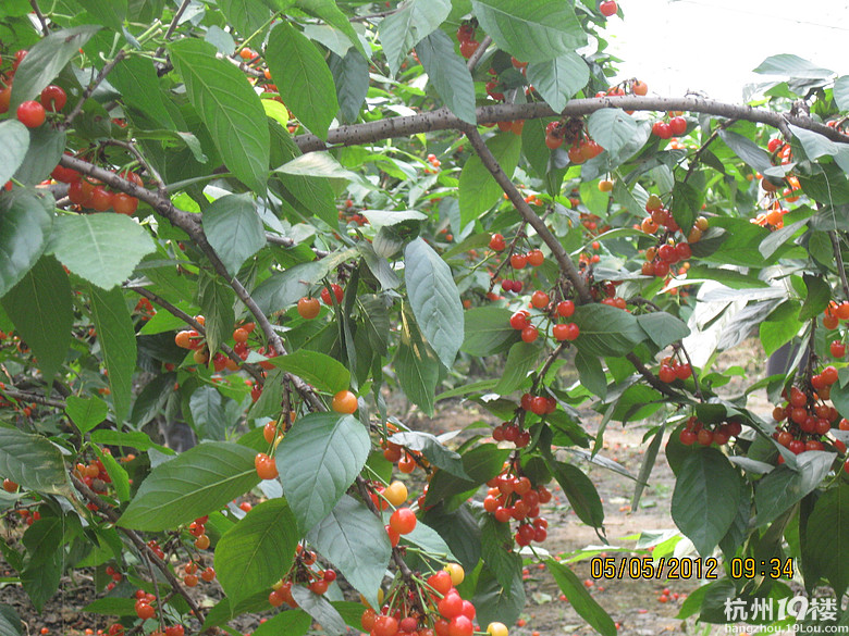 紅了，櫻桃——?jiǎng)潘尚W(xué)退休教師蕭山所前明良農(nóng)業(yè)園采摘記