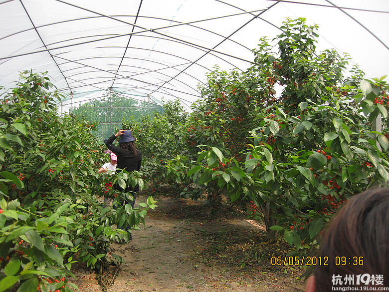 紅了，櫻桃——?jiǎng)潘尚W(xué)退休教師蕭山所前明良農(nóng)業(yè)園采摘記