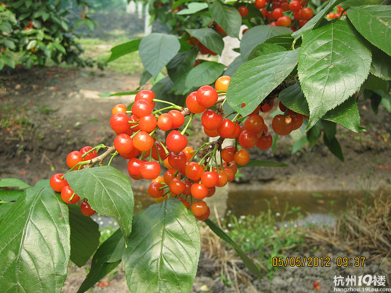 紅了，櫻桃——?jiǎng)潘尚W(xué)退休教師蕭山所前明良農(nóng)業(yè)園采摘記