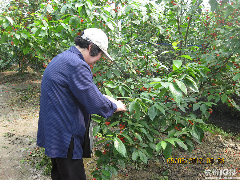 紅了，櫻桃——?jiǎng)潘尚W(xué)退休教師蕭山所前明良農(nóng)業(yè)園采摘記