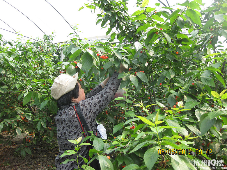 紅了，櫻桃——?jiǎng)潘尚W(xué)退休教師蕭山所前明良農(nóng)業(yè)園采摘記