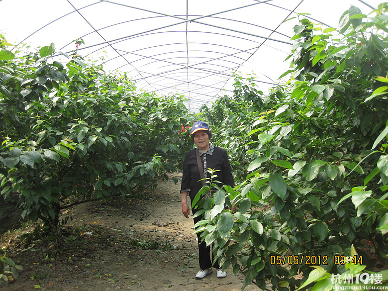 紅了，櫻桃——?jiǎng)潘尚W(xué)退休教師蕭山所前明良農(nóng)業(yè)園采摘記