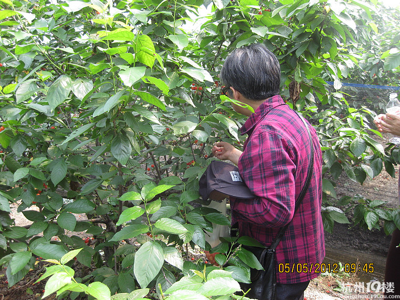 紅了，櫻桃——?jiǎng)潘尚W(xué)退休教師蕭山所前明良農(nóng)業(yè)園采摘記