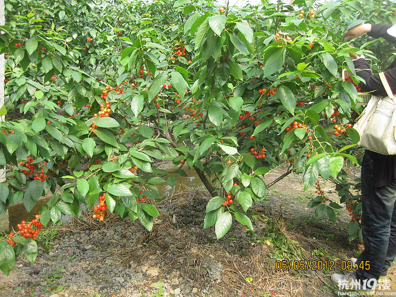 紅了，櫻桃——?jiǎng)潘尚W(xué)退休教師蕭山所前明良農(nóng)業(yè)園采摘記