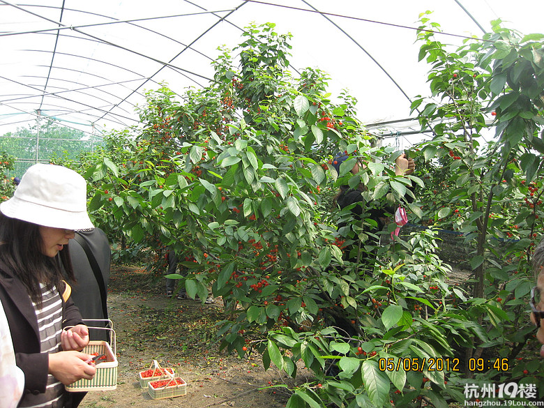 紅了，櫻桃——?jiǎng)潘尚W(xué)退休教師蕭山所前明良農(nóng)業(yè)園采摘記