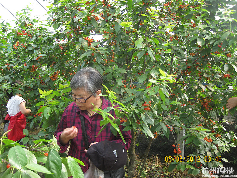 紅了，櫻桃——?jiǎng)潘尚W(xué)退休教師蕭山所前明良農(nóng)業(yè)園采摘記