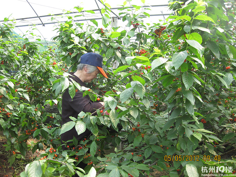 紅了，櫻桃——?jiǎng)潘尚W(xué)退休教師蕭山所前明良農(nóng)業(yè)園采摘記