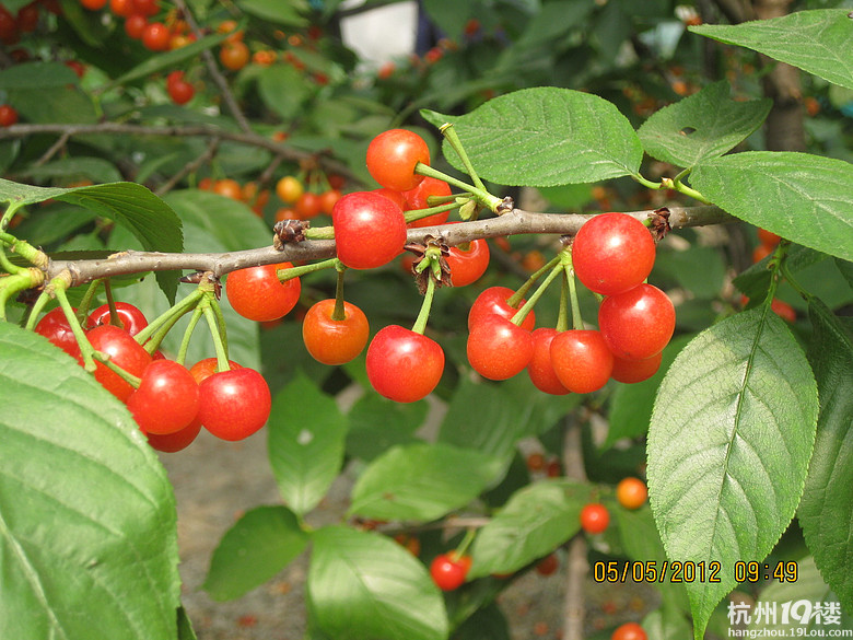 紅了，櫻桃——?jiǎng)潘尚W(xué)退休教師蕭山所前明良農(nóng)業(yè)園采摘記