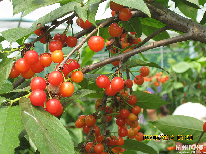 紅了，櫻桃——?jiǎng)潘尚W(xué)退休教師蕭山所前明良農(nóng)業(yè)園采摘記