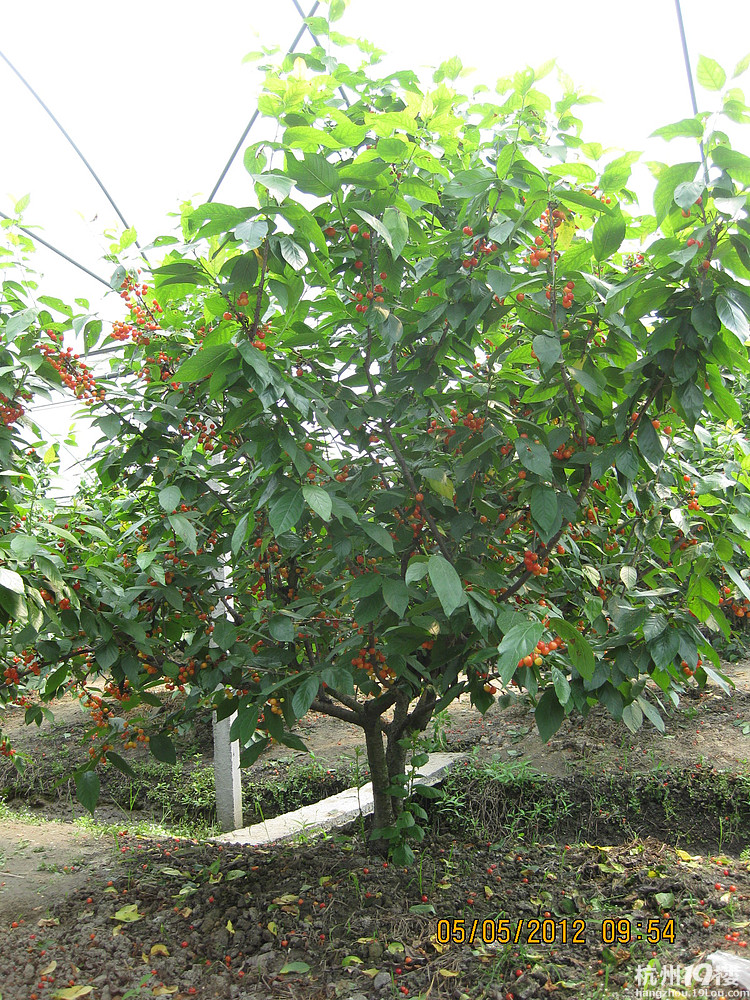紅了，櫻桃——?jiǎng)潘尚W(xué)退休教師蕭山所前明良農(nóng)業(yè)園采摘記