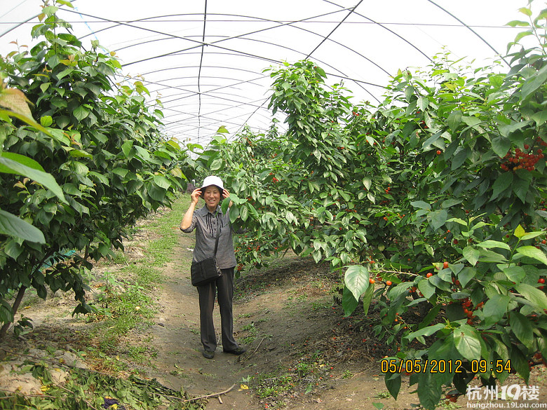紅了，櫻桃——?jiǎng)潘尚W(xué)退休教師蕭山所前明良農(nóng)業(yè)園采摘記