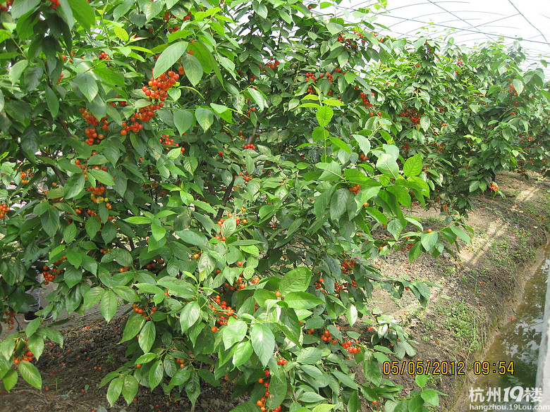 紅了，櫻桃——?jiǎng)潘尚W(xué)退休教師蕭山所前明良農(nóng)業(yè)園采摘記
