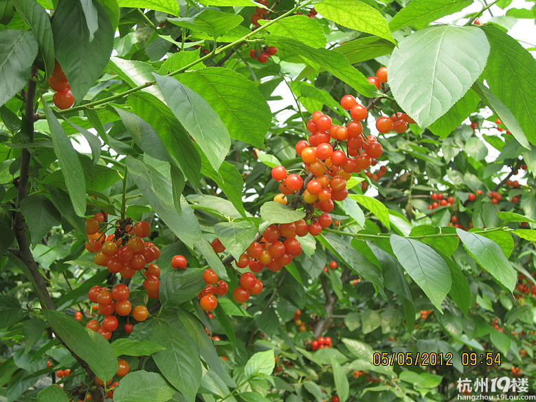 紅了，櫻桃——?jiǎng)潘尚W(xué)退休教師蕭山所前明良農(nóng)業(yè)園采摘記