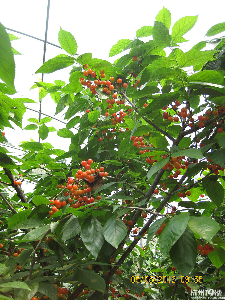 紅了，櫻桃——?jiǎng)潘尚W(xué)退休教師蕭山所前明良農(nóng)業(yè)園采摘記
