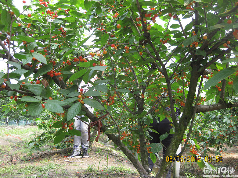 紅了，櫻桃——?jiǎng)潘尚W(xué)退休教師蕭山所前明良農(nóng)業(yè)園采摘記