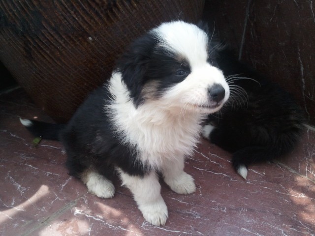 三色边境牧羊犬。出售小边牧。帅气边牧gg -宠物相关交易区-杭州19楼