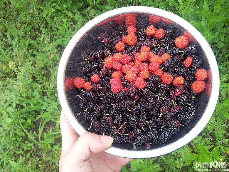 今天在后山上踩了桑子跟噶公。。。。满甜的-美食俱乐部-杭州19楼
