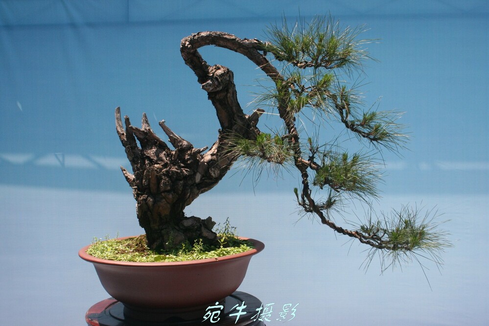 植物园盆景展-2