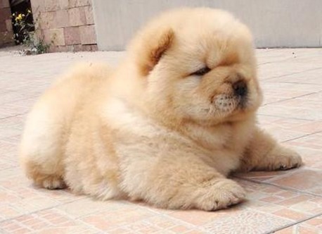 脸肉的跟猪头一样的松狮娇憨可爱欢迎各位上门