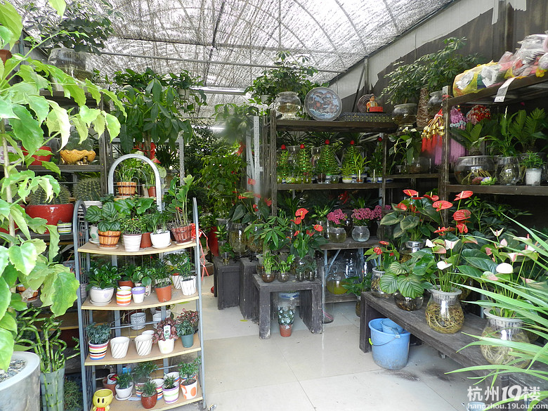 城西杭州苗圃内--植物花卉盆栽店转让即可经营