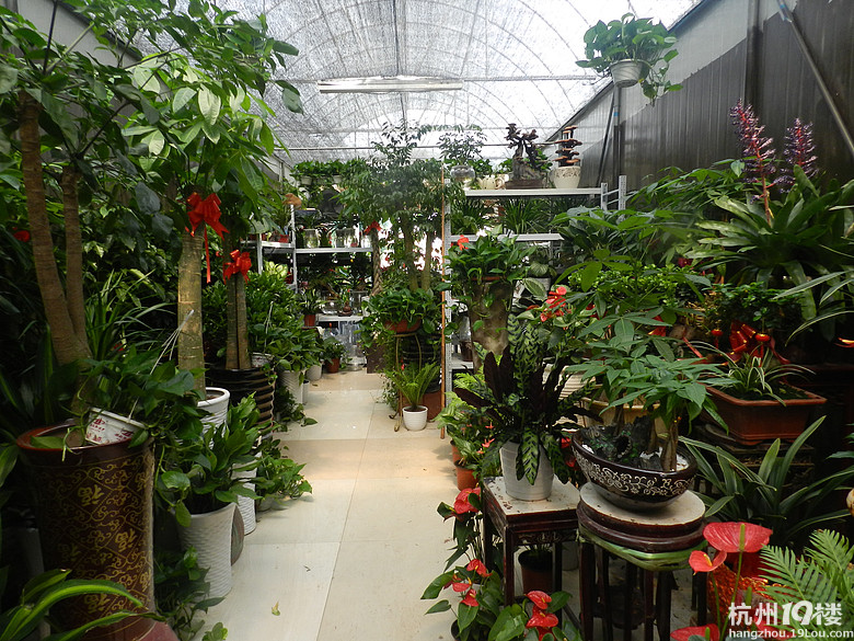 城西杭州苗圃内--植物花卉盆栽店转让即可经营