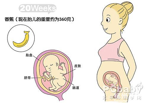 懷孕11-20周圖解（圖）