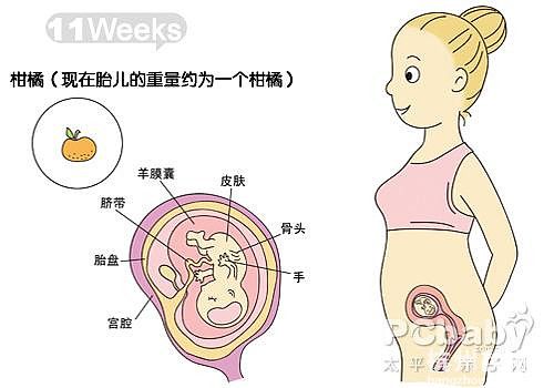 懷孕11-20周圖解（圖）