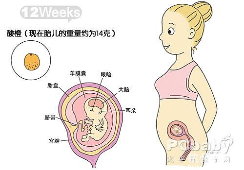 懷孕11-20周圖解（圖）