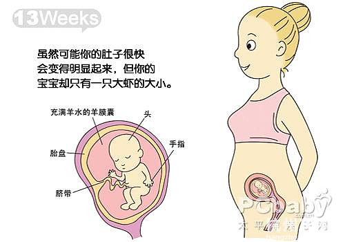 懷孕11-20周圖解（圖）