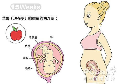 懷孕11-20周圖解（圖）