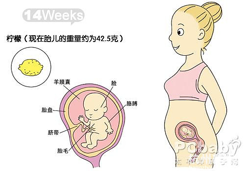 懷孕11-20周圖解（圖）