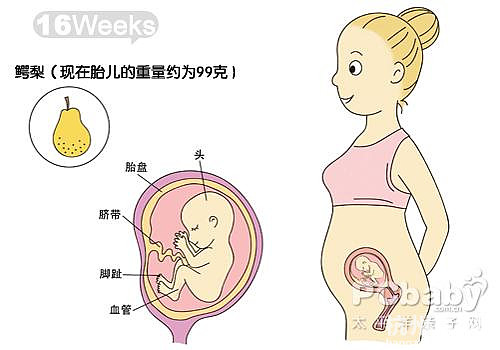 懷孕11-20周圖解（圖）