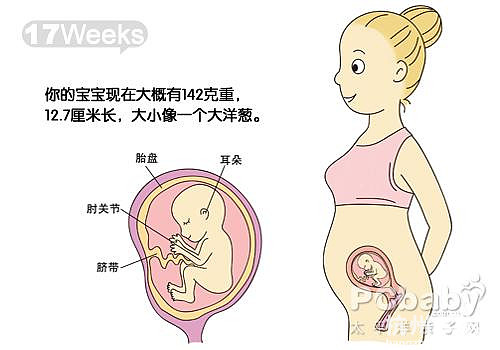 懷孕11-20周圖解（圖）
